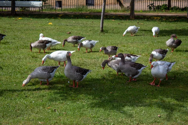 Cute Geese Ducks Walking Park —  Fotos de Stock