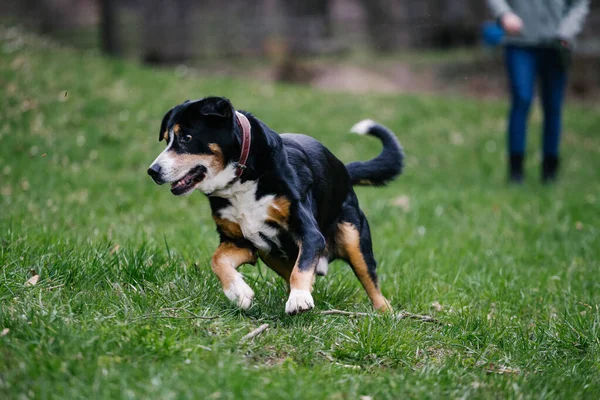 Closeup Shot Cute Swiss Entlebucher Mountain Dog Running Sport Training — стокове фото