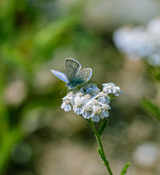 Вертикальний Знімок Пастельно Блакитного Метелика Сидить Квітці — стокове фото