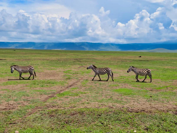 Beautiful Shot Three Zebras Walking Grass Cloudy Sky Serengeti Africa — Fotografia de Stock