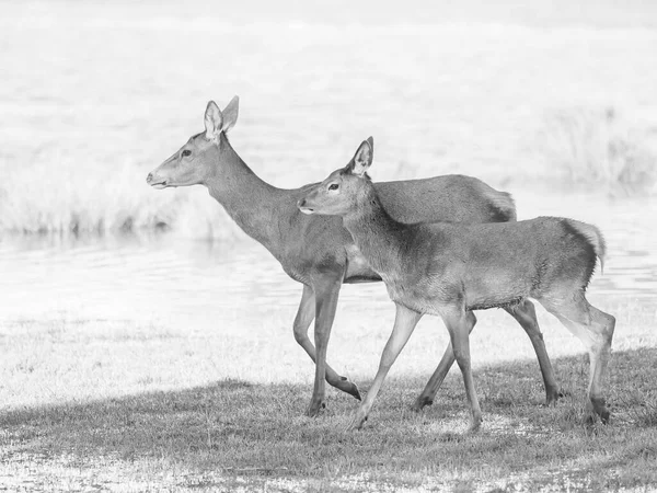 Cliché Niveaux Gris Deux Cerfs Marchant Sur Une Herbe — Photo