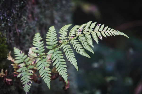 Close Shot Beautiful Growth Ferns Plant Autumn Blurry Background — Fotografia de Stock