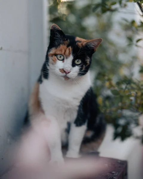 Vertical Shot Beautiful Cat Staring Camera — стоковое фото