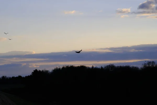 Beautiful Summer Sunset Small Birds Flying Lush Greenery — Stock Photo, Image