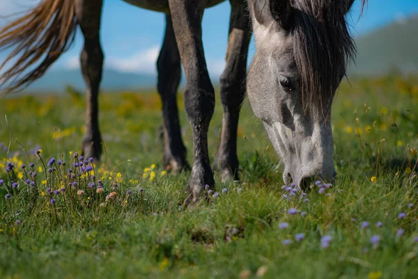 Gray Wild Horse Pasturing Field Tiny Yellow Purple Flowers — Stock Photo, Image