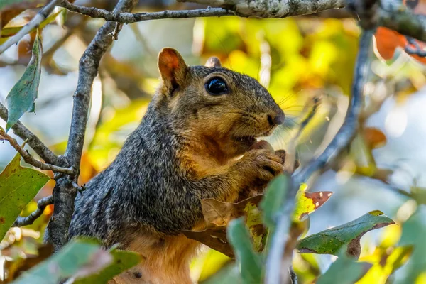 Selective Focus Shot Squirrel Tree — Stock Photo, Image