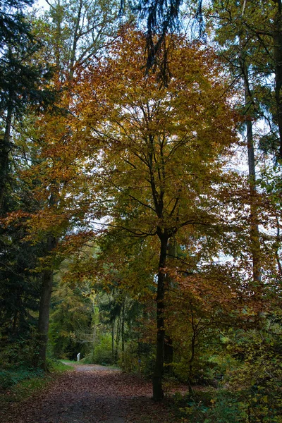 Beautiful Scenery Long Trees Fallen Leaves Path Forest Autumn Season — Foto Stock