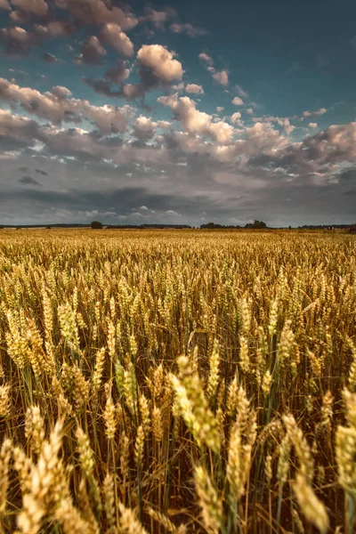 Красивая Сцена Большого Пшеничного Поля Облачным Небом Горизо — стоковое фото