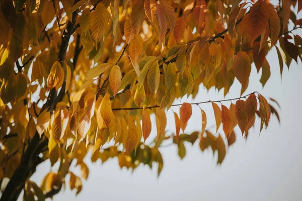 Gyönyörű Narancssárga Őszi Levelek Közelsége Egy Fán — Stock Fotó