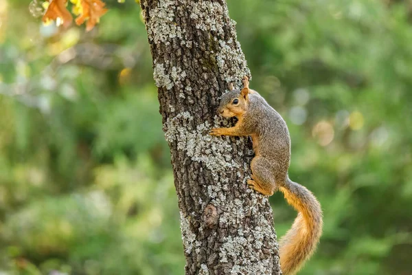 松鼠爬树干时的选择性聚焦镜头 — 图库照片