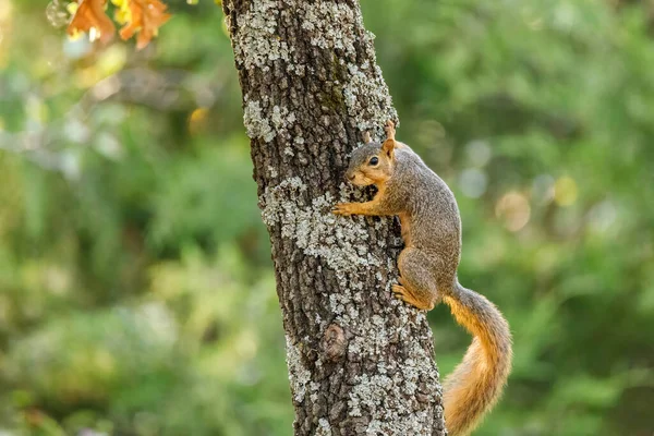 Enfoque Selectivo Una Ardilla Escalando Tronco — Foto de Stock