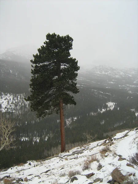 Vertical Shot Lonely Tree Winter — Stock Photo, Image