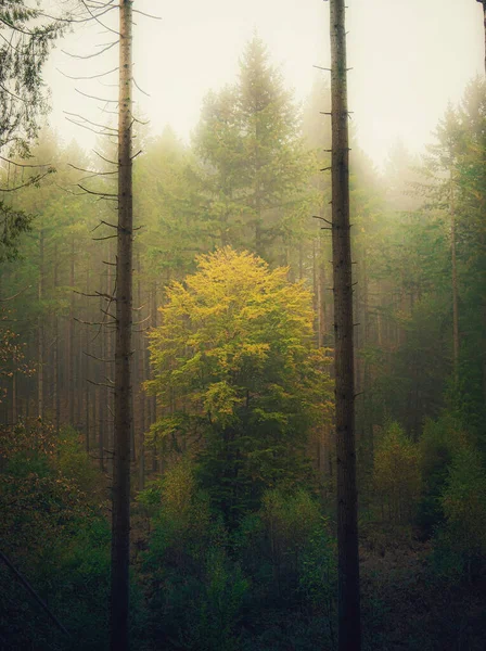 Eerie Scenery Majestic Tall Trees Enchanting Forest Covered Smog France — Stock Fotó