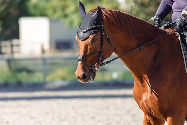 Brown Horse Sport Training — Fotografia de Stock