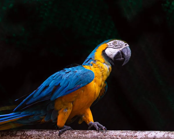 Zbliżenie Niebiesko Złotej Papugi Macaw Siedzącej Pręcie Ciemnym Tłem — Zdjęcie stockowe