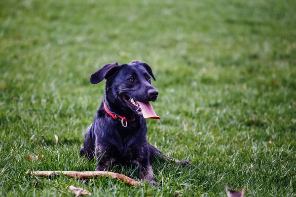 Крупним Планом Милий Божевільний Чорний Собака Спортивній Підготовці — стокове фото