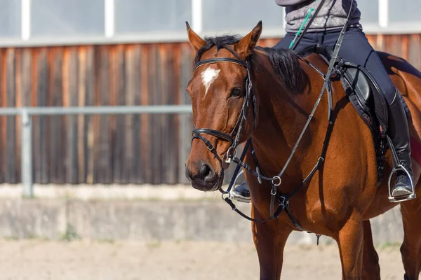 Brown Horse Sport Training — Φωτογραφία Αρχείου