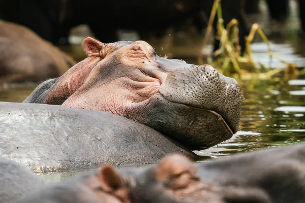 Närbild Flodhästar Uganda — Stockfoto