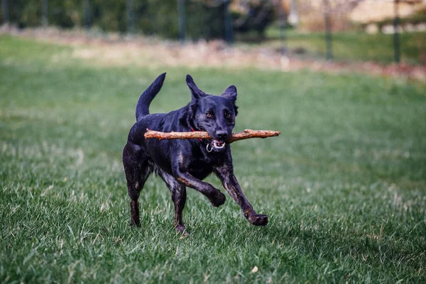 Chien Berger Noir Mignon Qui Court Dans Champ — Photo