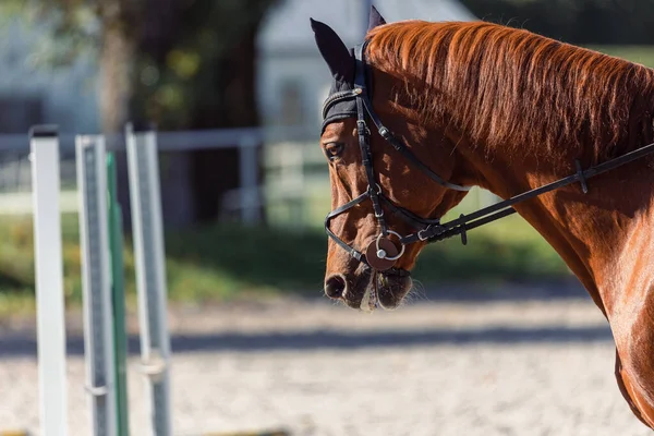 Closeup Shot Brown Horse Bridle Sport Training — Φωτογραφία Αρχείου