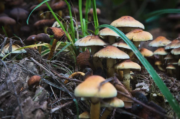 Shallow Focus Mushrooms Forest — Foto de Stock