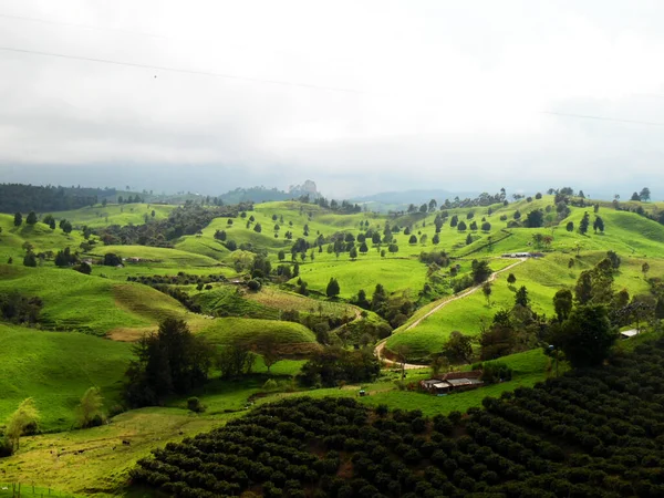 Beautiful Shot Green Landscape Foggy Day — Stok fotoğraf