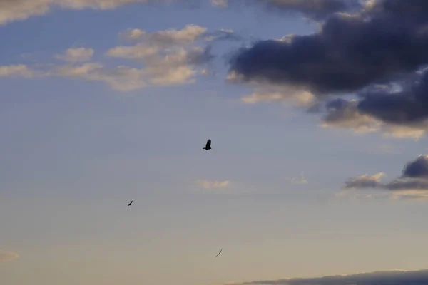 Een Prachtige Zachte Zonsondergang Met Vogels Die Door Lucht Zweven — Stockfoto