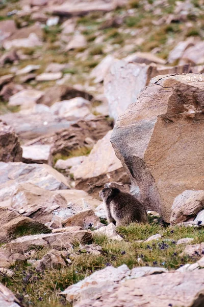 Disparo Vertical Una Marmota Parque Nacional Gran Paradiso Italia —  Fotos de Stock