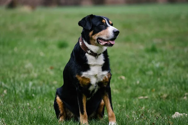 Cute Domestic Greater Swiss Mountain Dog Outdoors — Stock fotografie