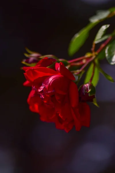 Ein Vertikaler Schuss Blühender Roter Rosen Grünen — Stockfoto