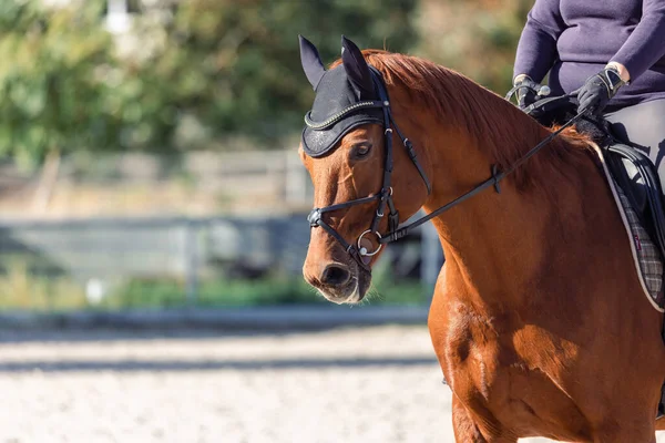 Equestrian Riding Brown Horse Training Park — Foto de Stock