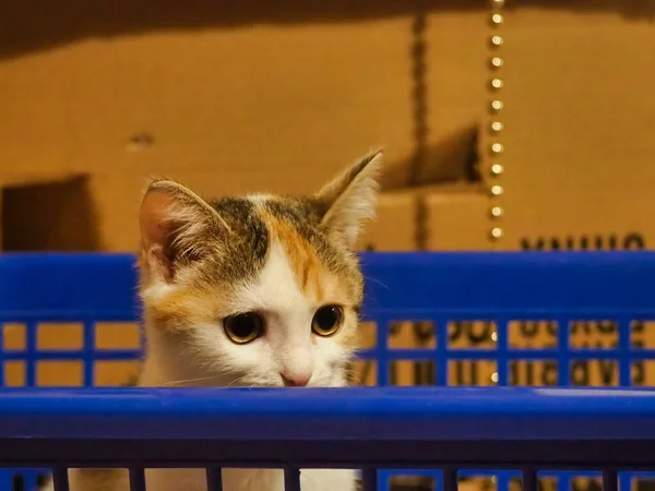 Close Shot Cute Cat Big Eyes Sitting Blue Shopping Trolley — Stok Foto