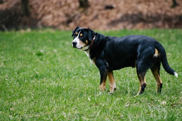 Cute Domestic Greater Swiss Mountain Dog Outdoors — Stockfoto