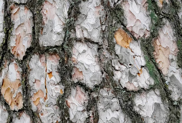 소나무 껍질을 클로즈업한 나무껍질을 배경으로 — 스톡 사진