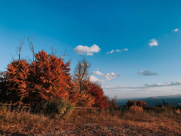 Een Antenne Opname Van Een Woud Cozla Mountain Piatra Neamt — Stockfoto