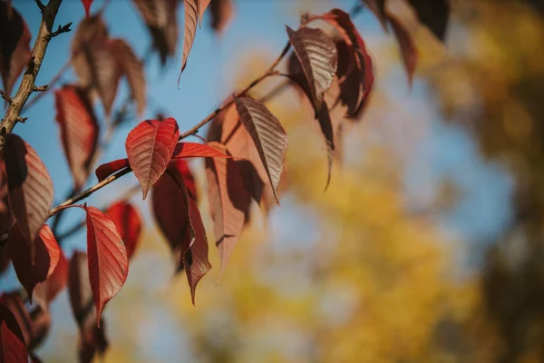 Tiro Vertical Belas Folhas Outono Vermelho Com Fundo Embaçado — Fotografia de Stock