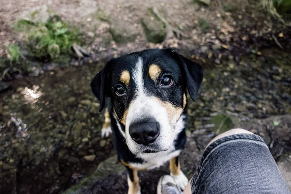 Closeup Shot Cute Swiss Entlebucher Mountain Dog Muzzle Outdoors — Stock Photo, Image