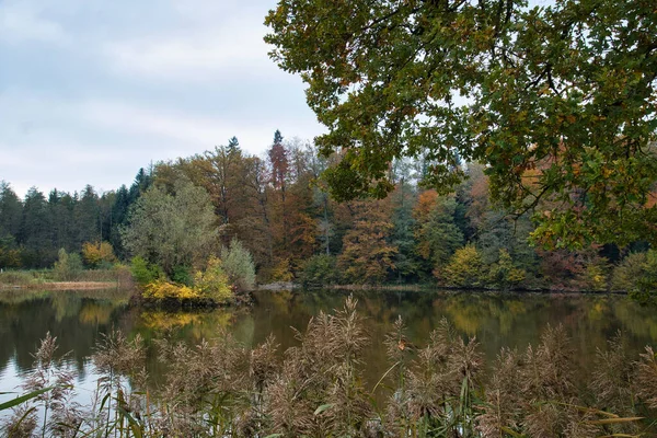 Beautiful Scenery Long Trees Grass Plants Forest Lake Autumn Season — Stock Photo, Image