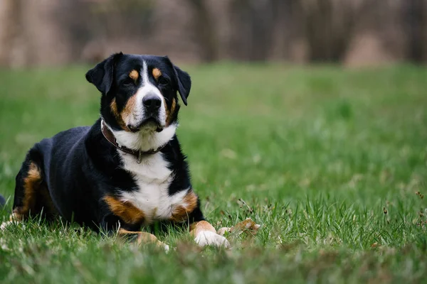 Cute Domestic Greater Swiss Mountain Dog Outdoors — стоковое фото