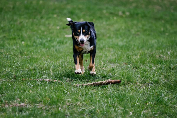 Cute Domestic Greater Swiss Mountain Dog Outdoors — Stok Foto