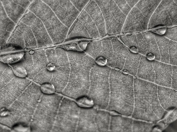 Gråskala Närbild Ett Löv Med Små Vattendroppar — Stockfoto