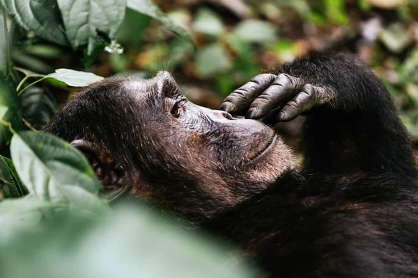 Крупный План Шимпанзе Тропическом Лесу — стоковое фото