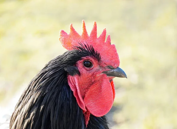Ένα Πορτραίτο Ενός Κόκορα Μια Κόκκινη Χτένα Και Μαύρο Φτέρωμα — Φωτογραφία Αρχείου