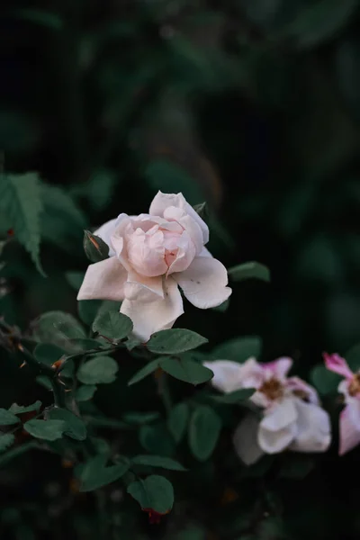 Tiro Vertical Rosas Brancas Florescendo Vegetação — Fotografia de Stock