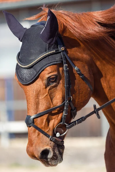 Brown Horse Wearing Bridle Ear Net — Photo