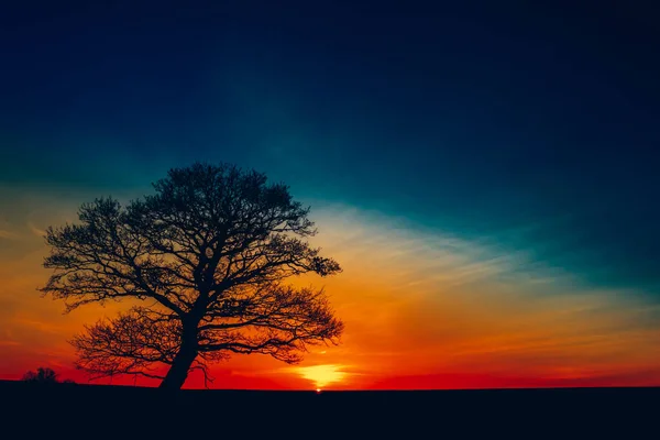 Μια Μαγευτική Θέα Της Ανατολής Του Ήλιου Ένα Μοναχικό Δέντρο — Φωτογραφία Αρχείου