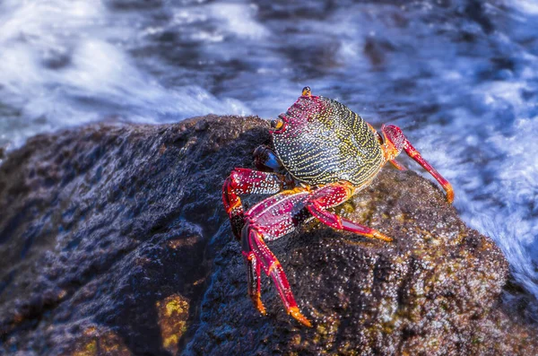 Färgglad Skorpion Den Våta Stenen Vid Havet — Stockfoto