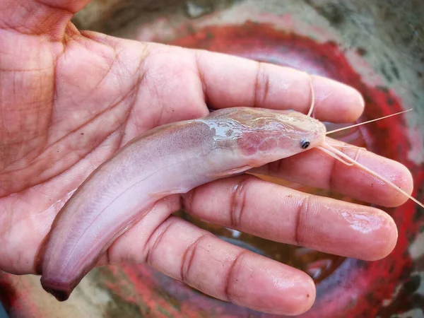 Hand Holding Baikal Oilfish — стоковое фото