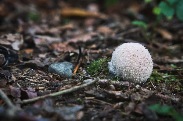 Closeup Shot Beautiful Growth Mushrooms Autumn Blurry Background — стоковое фото