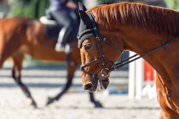 Brown Horse Wearing Bridle Ear Net — Foto Stock